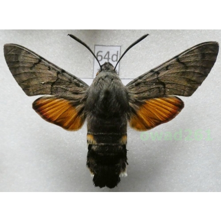 Macroglossum stellatarum (Linnaeus, 1758) ex. ovo Poland64d